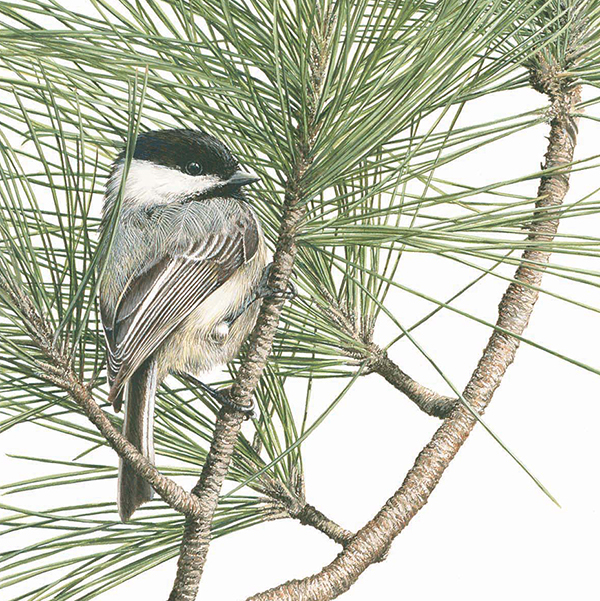 Kelly Leahy Radding Bird on Pine Branch Illustration